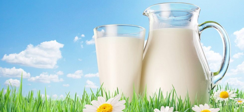 Молочное животноводство и растениеводство